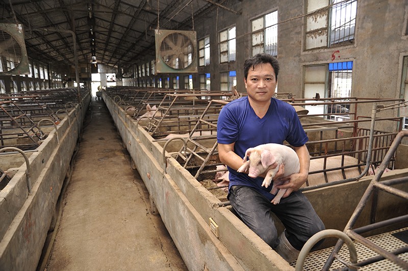 酵素豬‧豬市吉唯一指定豬場‧福全畜牧場